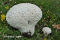 Calvatia utriformis-amf369